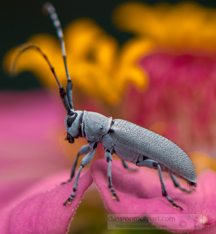 close-up-photograph-of-a-dectes-stem-borer-insect-7698-2.jpg