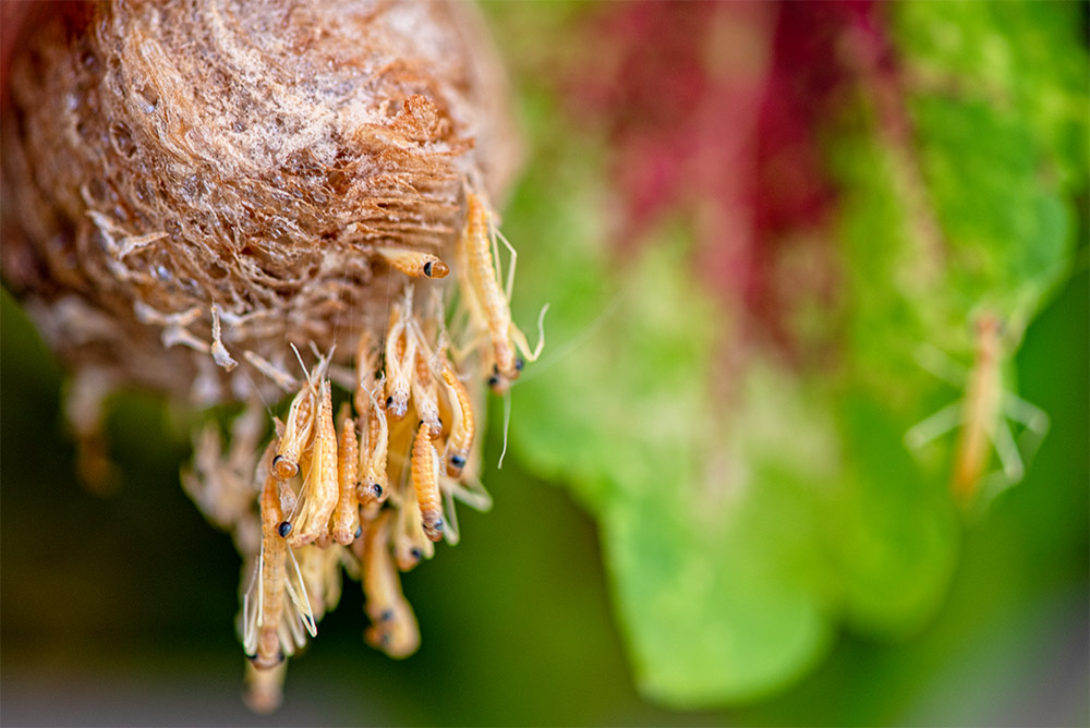 praying-mantis-nymphs-hatching-from-ootheca.jpg