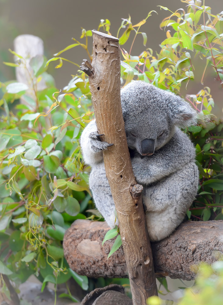 close-up-of-koala-sleeping-on-tree-trunk.jpg