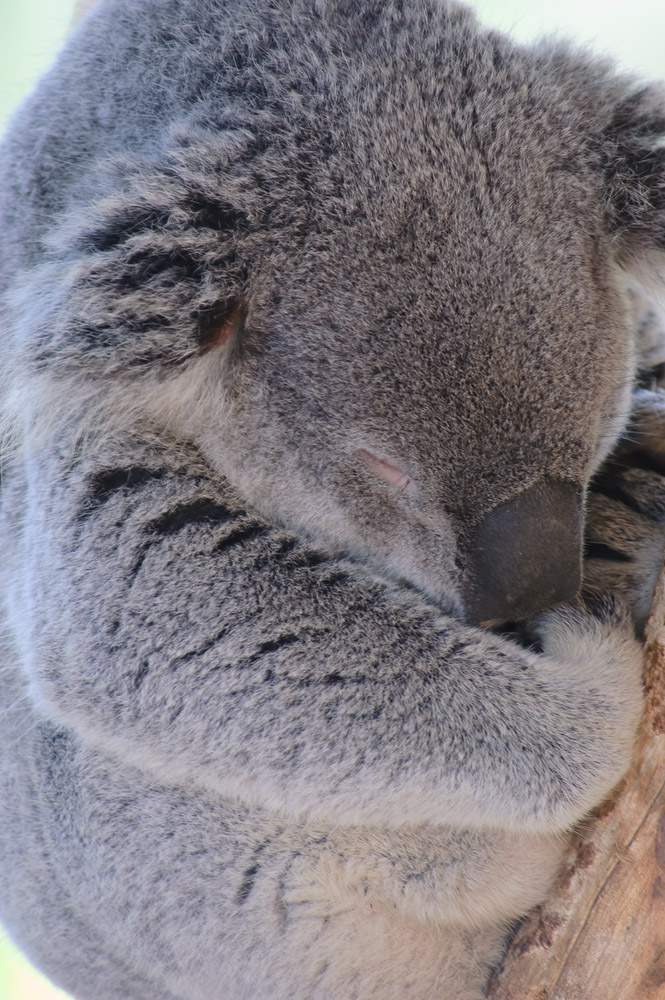 closeup-of-sleeping-koala-bear-077.jpg