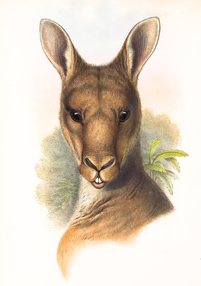 great-gray-kangaroo-color-illustration.jpg
