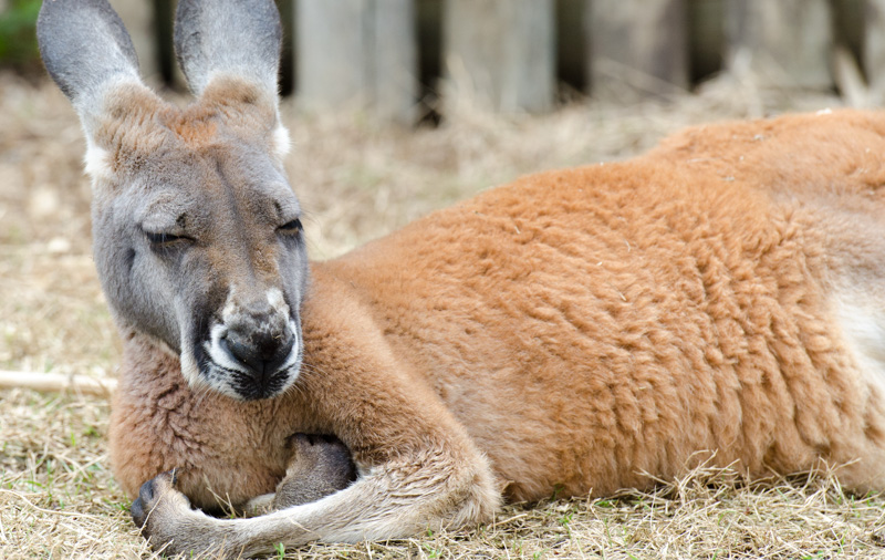 kangaroo-relaxing-laying-on-grass-photo-image-3770a.jpg