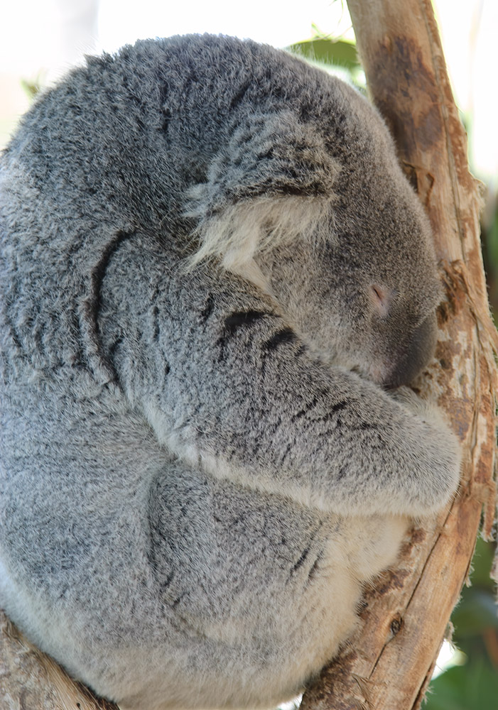 koala-sleeping-in-a-tree-072.jpg
