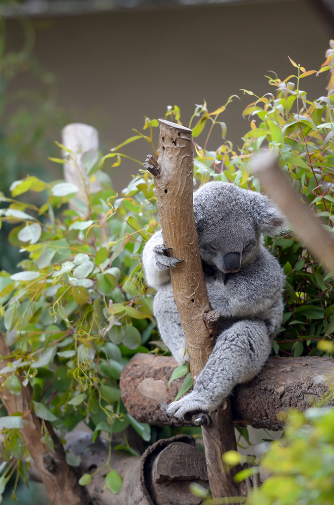 koala-sleeping-on-tree-trunk.jpg