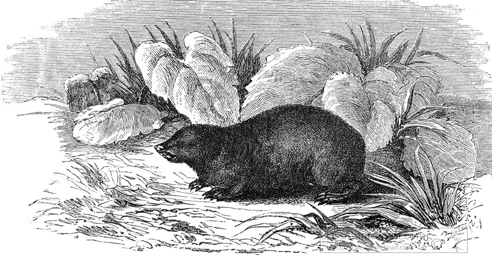 mole-rat-illustration-454a.jpg