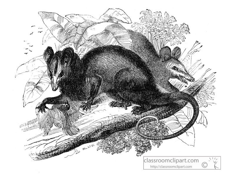 opossum-illustration-aki4-668-2a.jpg