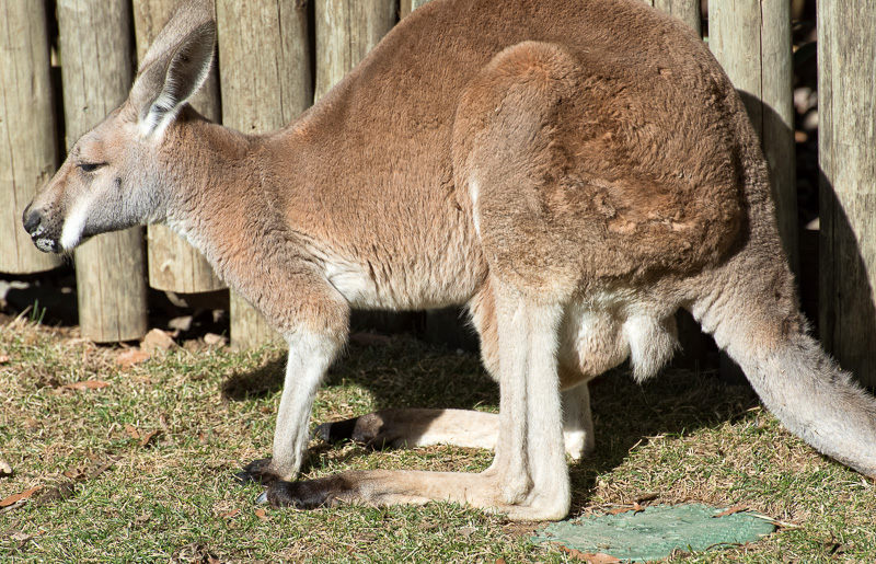 red-kangaroo-baby-kangaroo-in-pouch-5219.jpg
