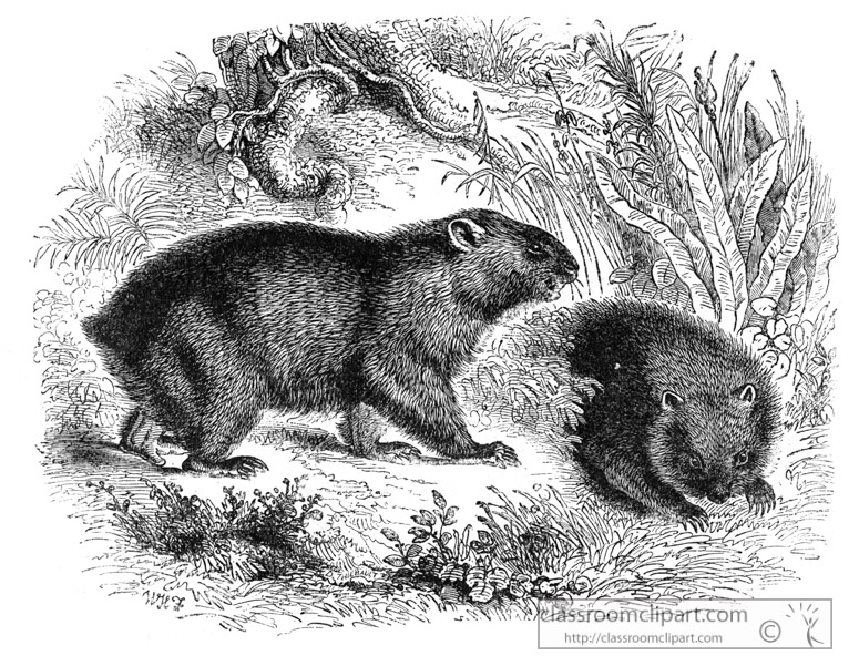 wombat-aki4-676.jpg