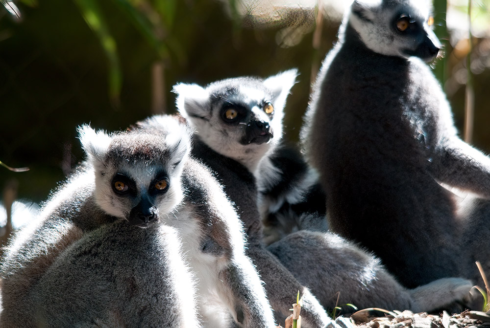 lemur-animal-primate-129.jpg