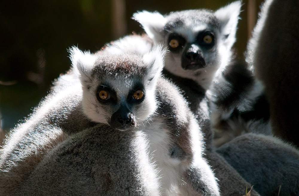 lemur-animal-primate-131a.jpg