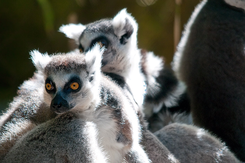 lemur-animal-primate-136.jpg