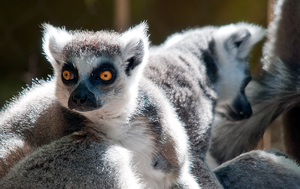 lemur-animal-primate-143.jpg