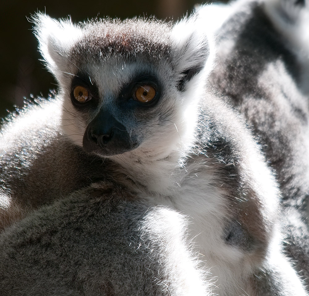 lemur-animal-primate-144.jpg