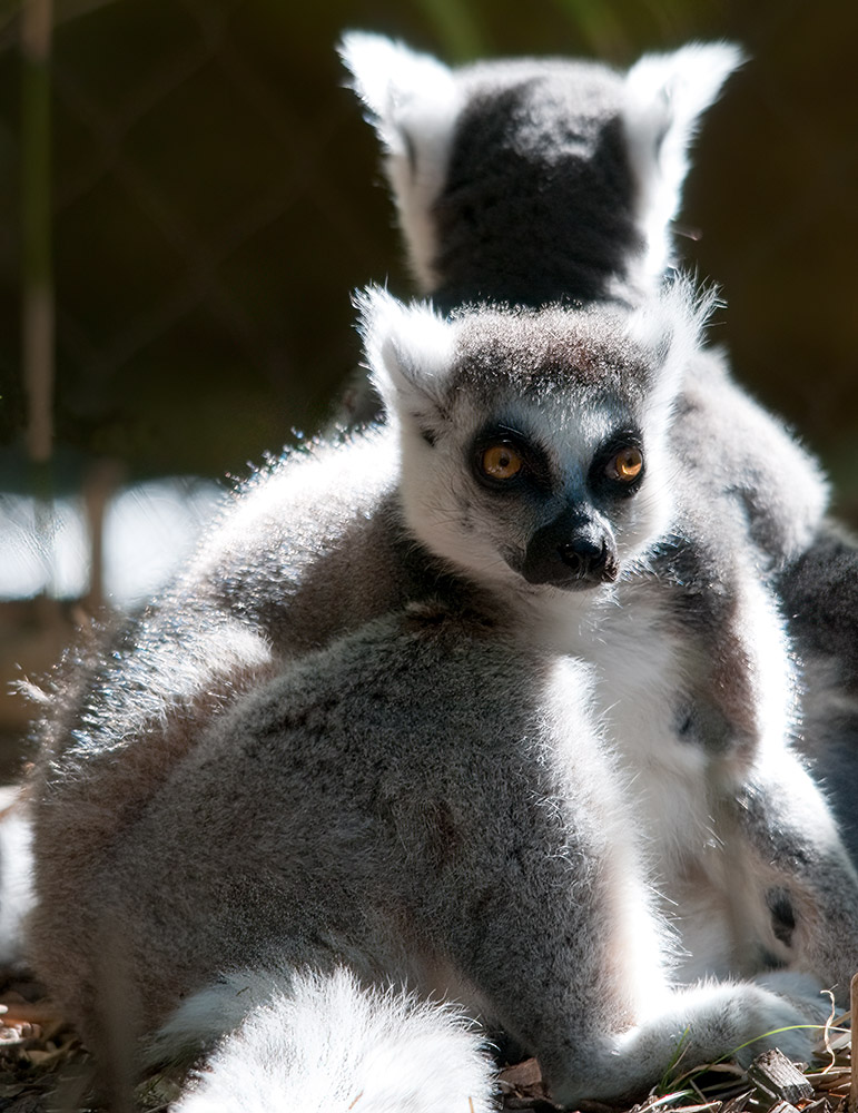 lemur-animal-primate-150.jpg