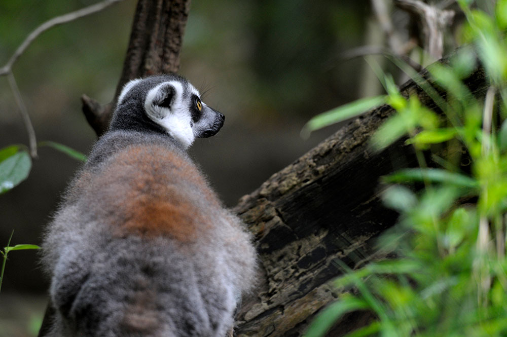 lemur-in-tree-235a.jpg