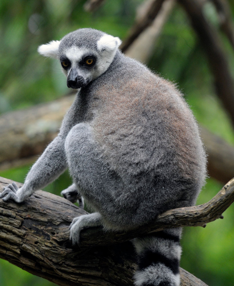 lemur-in-tree-closeup-233a.jpg