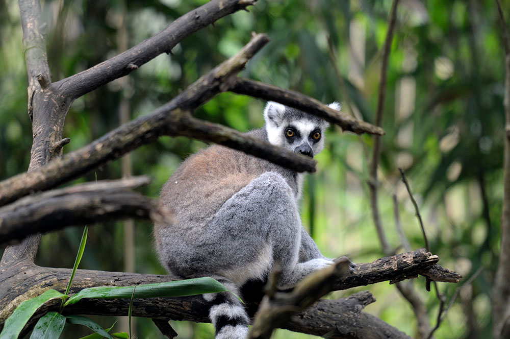 lemur-sittiing-in-tree.jpg