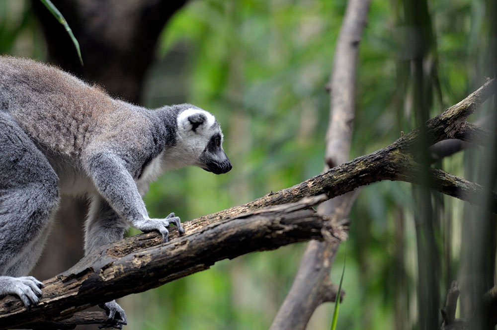 lemur-walking-along-tree-branch.jpg