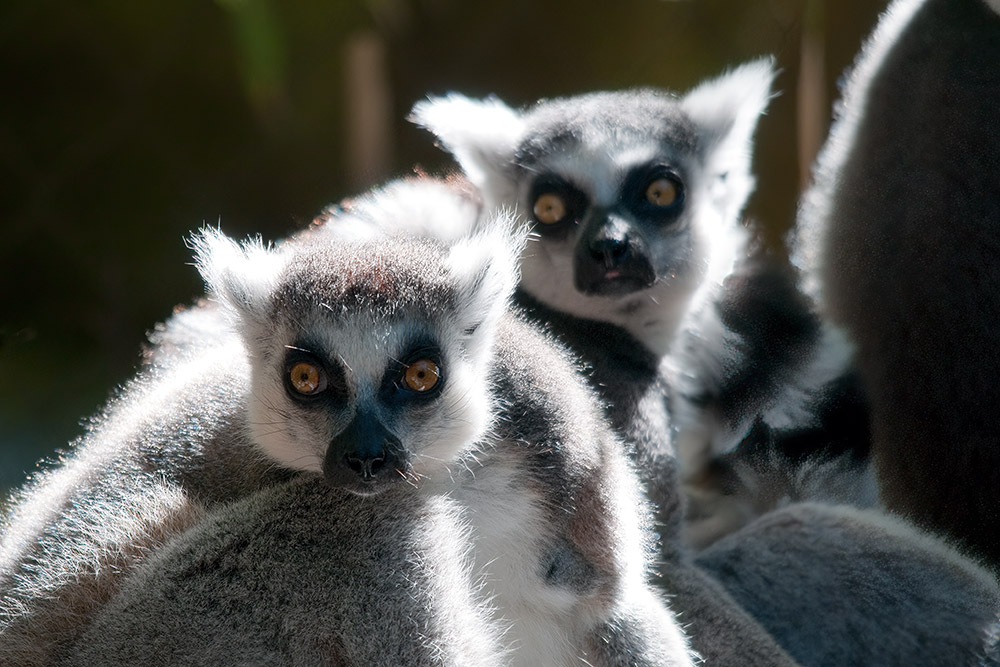 lemur132.jpg