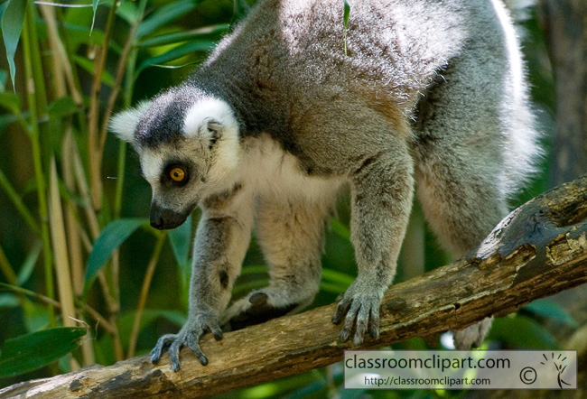 ring_tailed_lemur_322.jpg