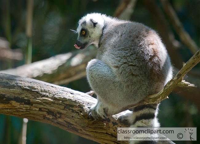ring_tailed_lemur_345.jpg