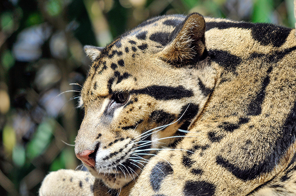 closeup-lepard-face-side-view.jpg