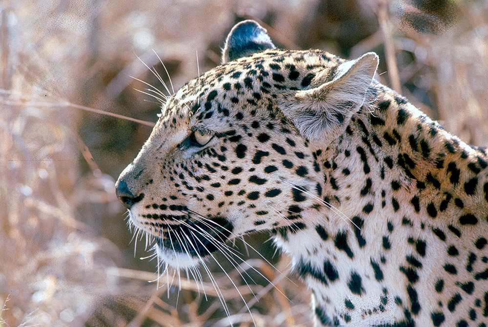 closeup-of-leopard-in-africa.jpg