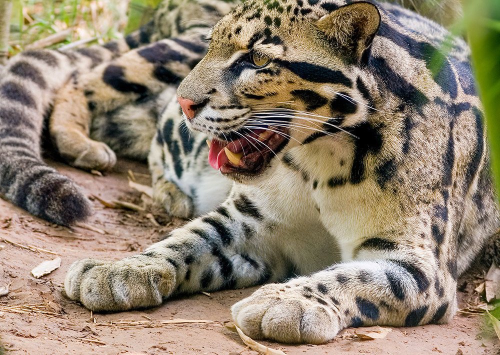 closeup-view-of-leopard-with-large-feet.jpg