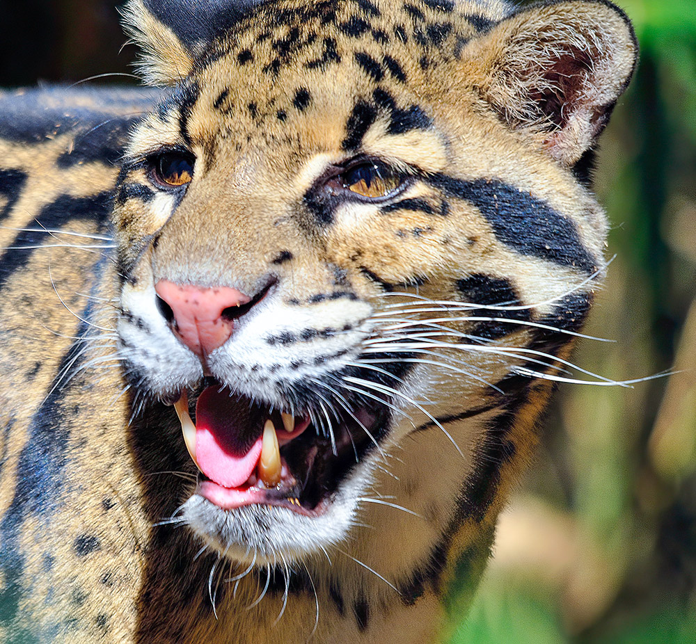 front-view-closeup-of-leopard-shows-teeth.jpg