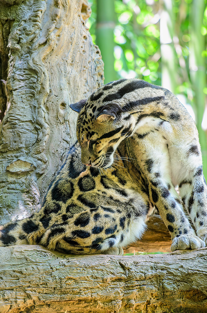 leopard-at-a-zoo.jpg