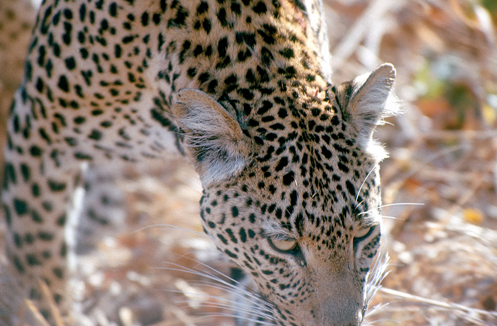 leopard-in-africa.jpg