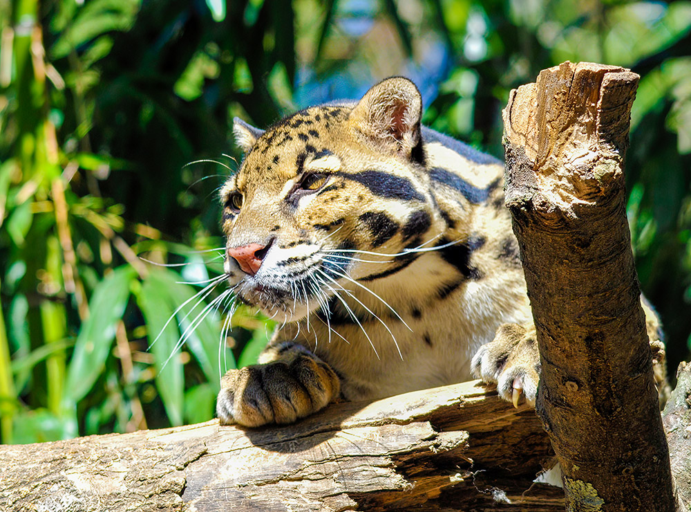 leopard-laying-on-a-log.jpg