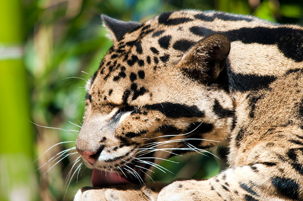 leopard-licking-foot.jpg