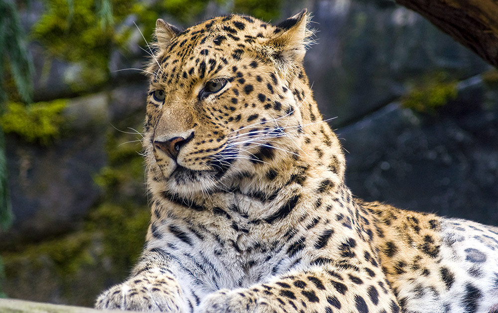leopard-poses-while-sitting-looking-forward-.jpg