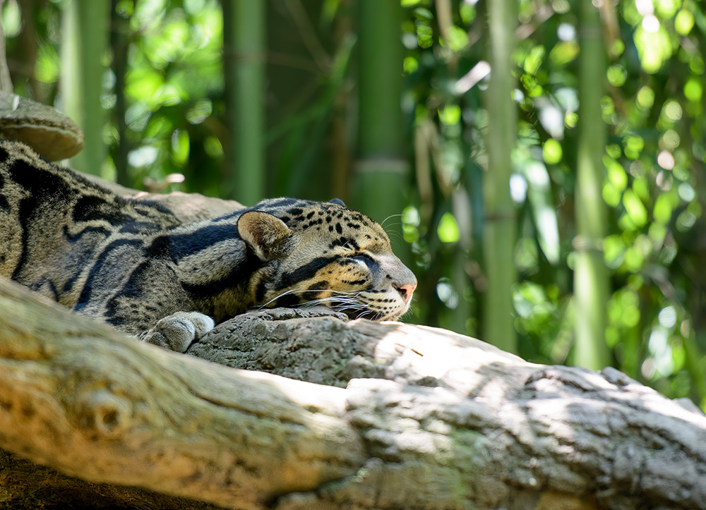 leopard-rests-on-a-tree-log.jpg