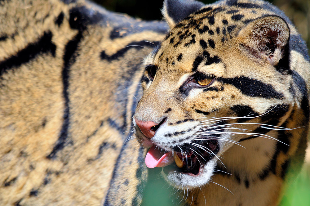 leopard-showing-sharp-teeth.jpg