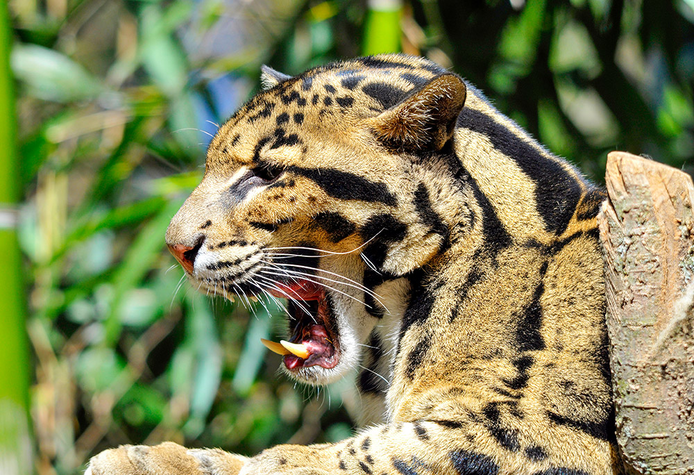 leopard-side-view-mouth-open-sharp-teeth.jpg