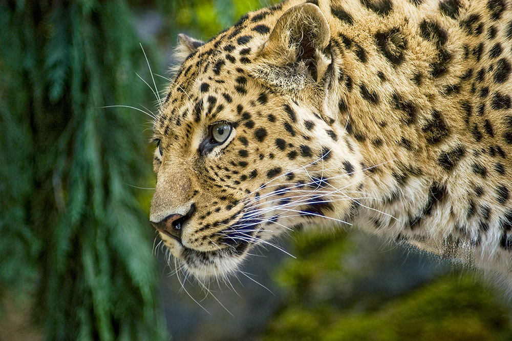 leopard-walking-along-plants.jpg