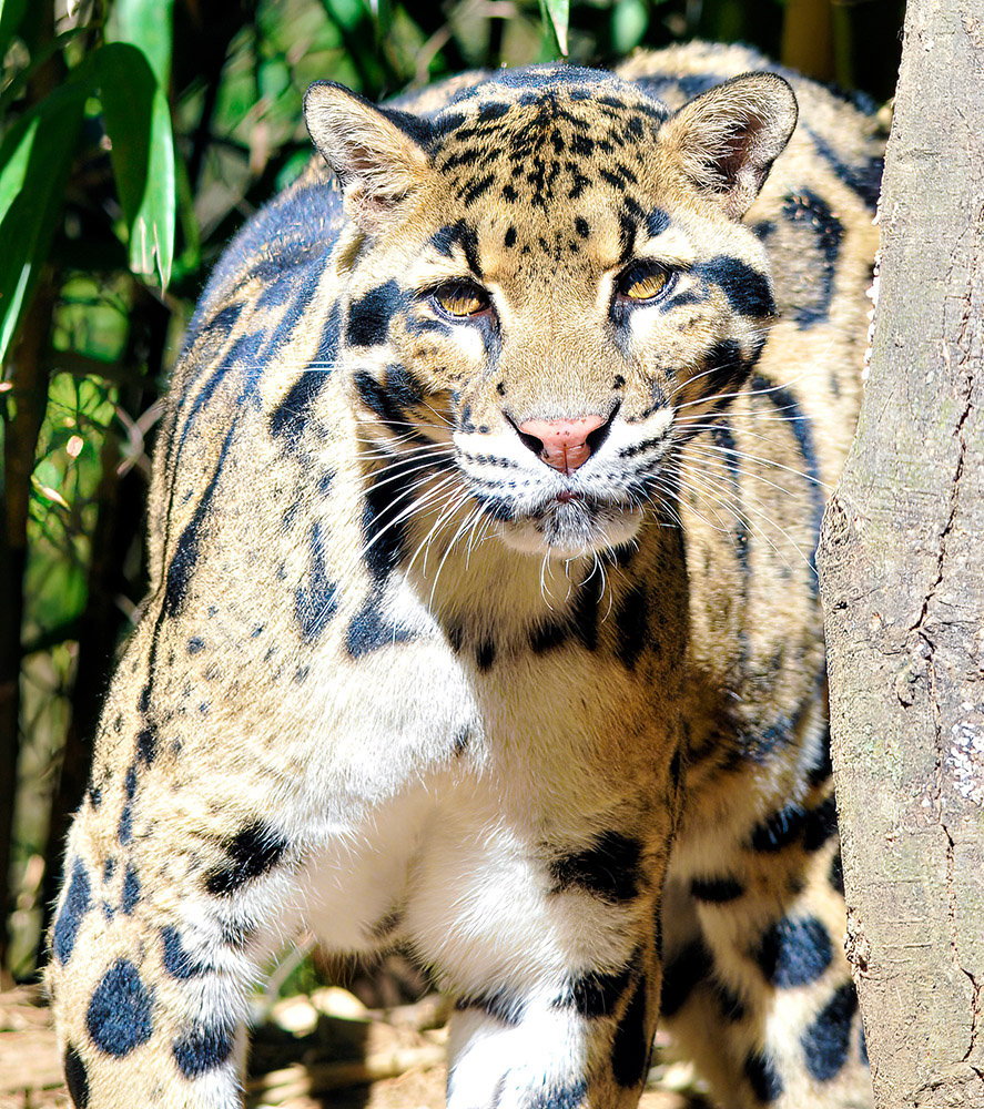 leopard-walking-front-view.jpg
