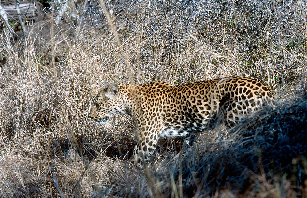 leopard-walking-in-brush-africa.jpg
