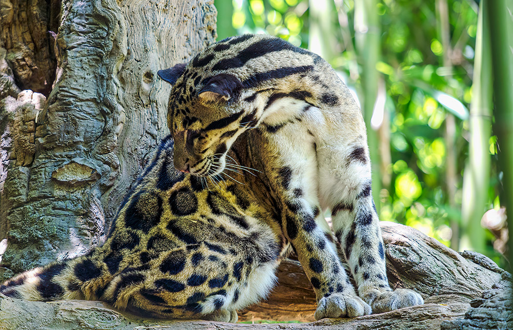 solitary-leopard-at-zoo.jpg