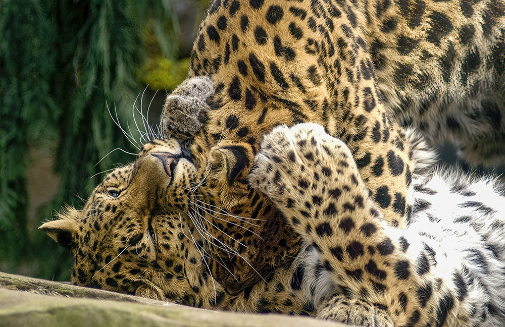 two-leopards-playing-with-each-other.jpg