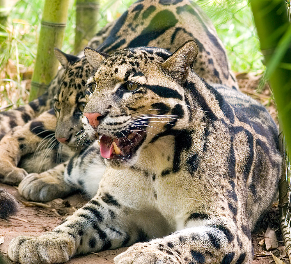 two-leopards-side-by-side.jpg