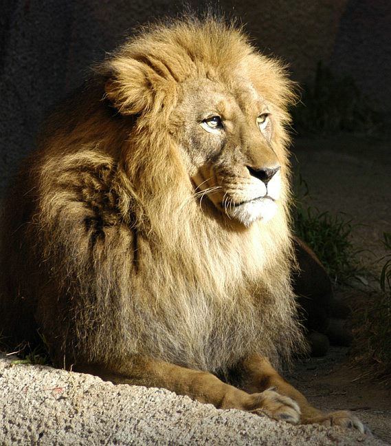lion-0076d2.jpg