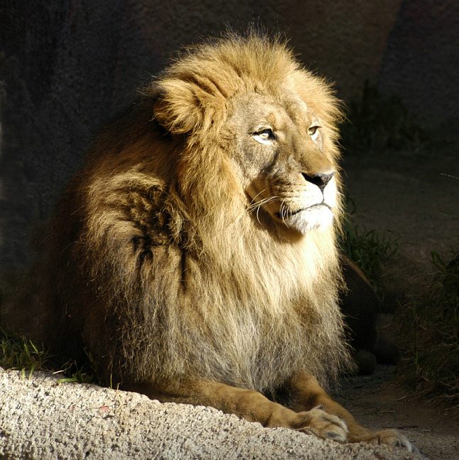 lion-0077d2.jpg
