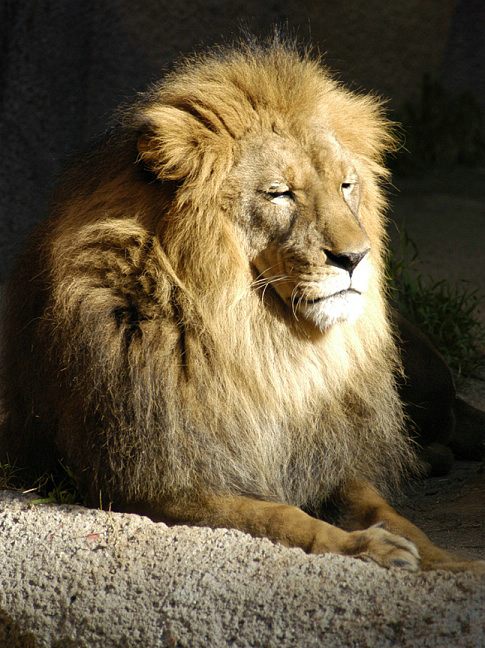 lion-0080d2.jpg
