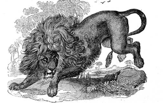 lion-illustration-251lB.jpg
