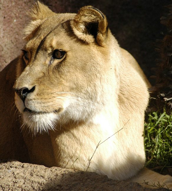 lion_118.jpg