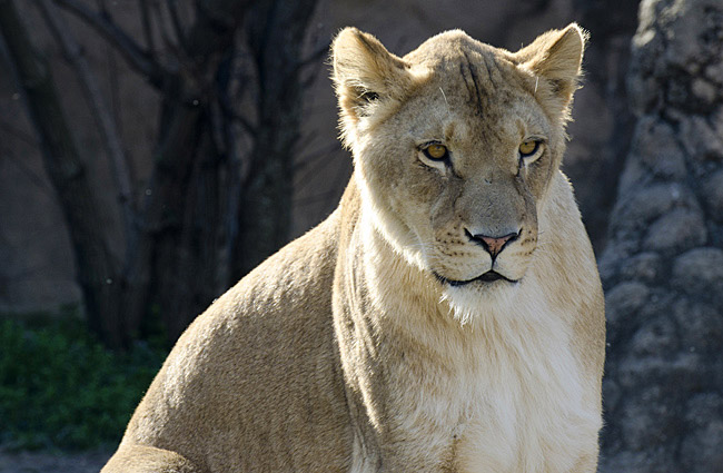 lion_6760.jpg