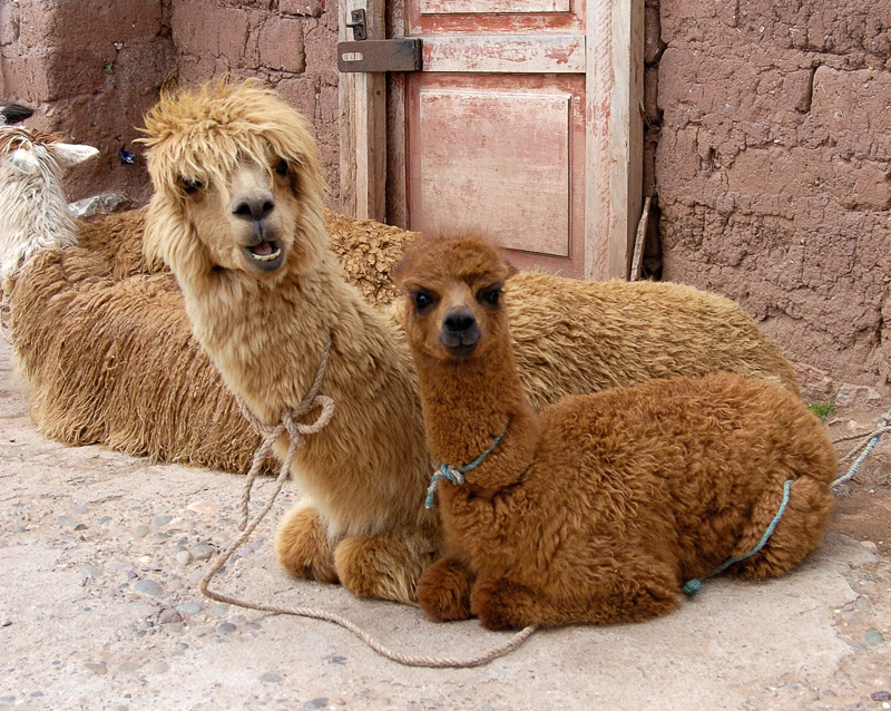 two-small-llamas-sitting-peru-photo_003.jpg
